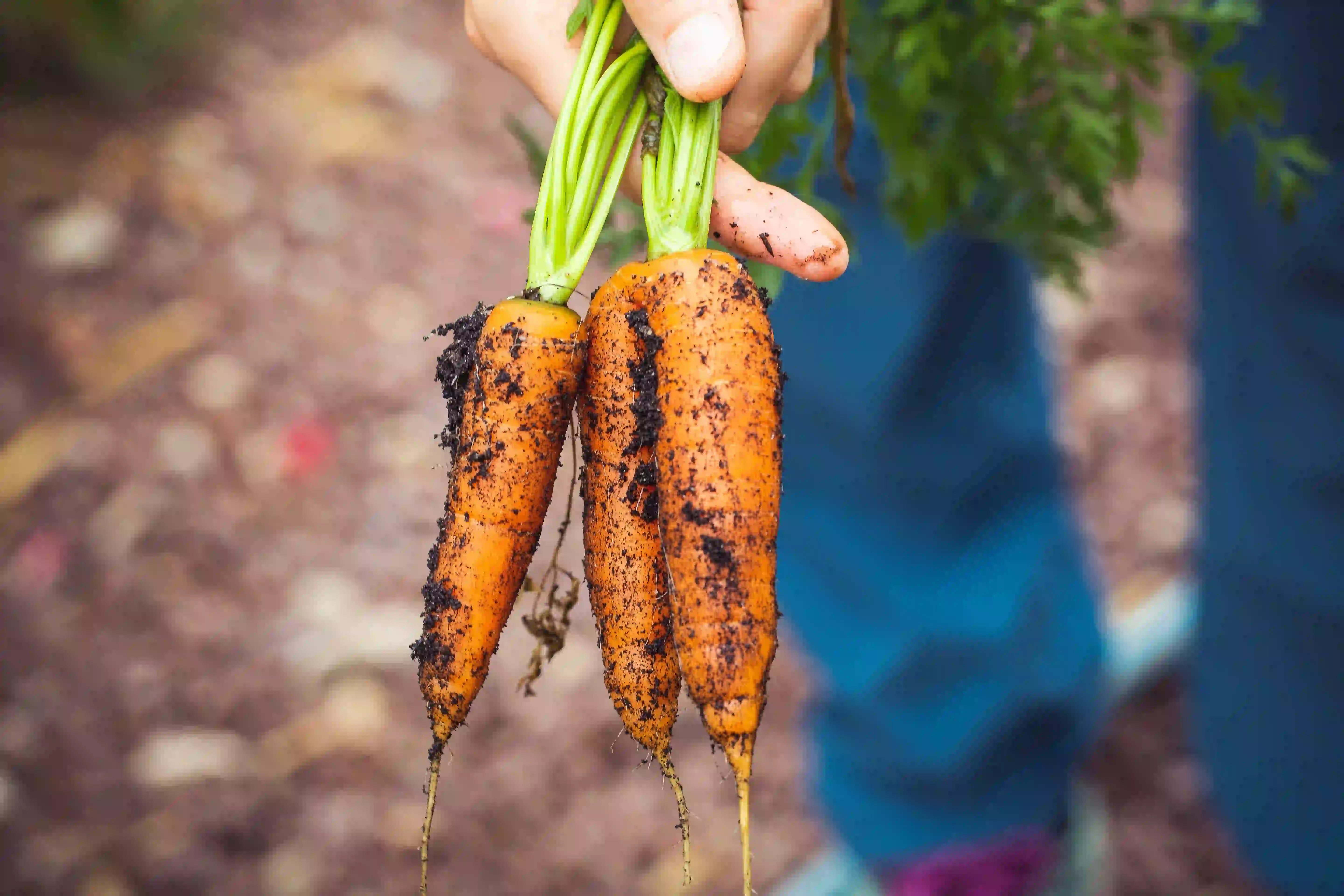 Exploring Sustainable Agriculture