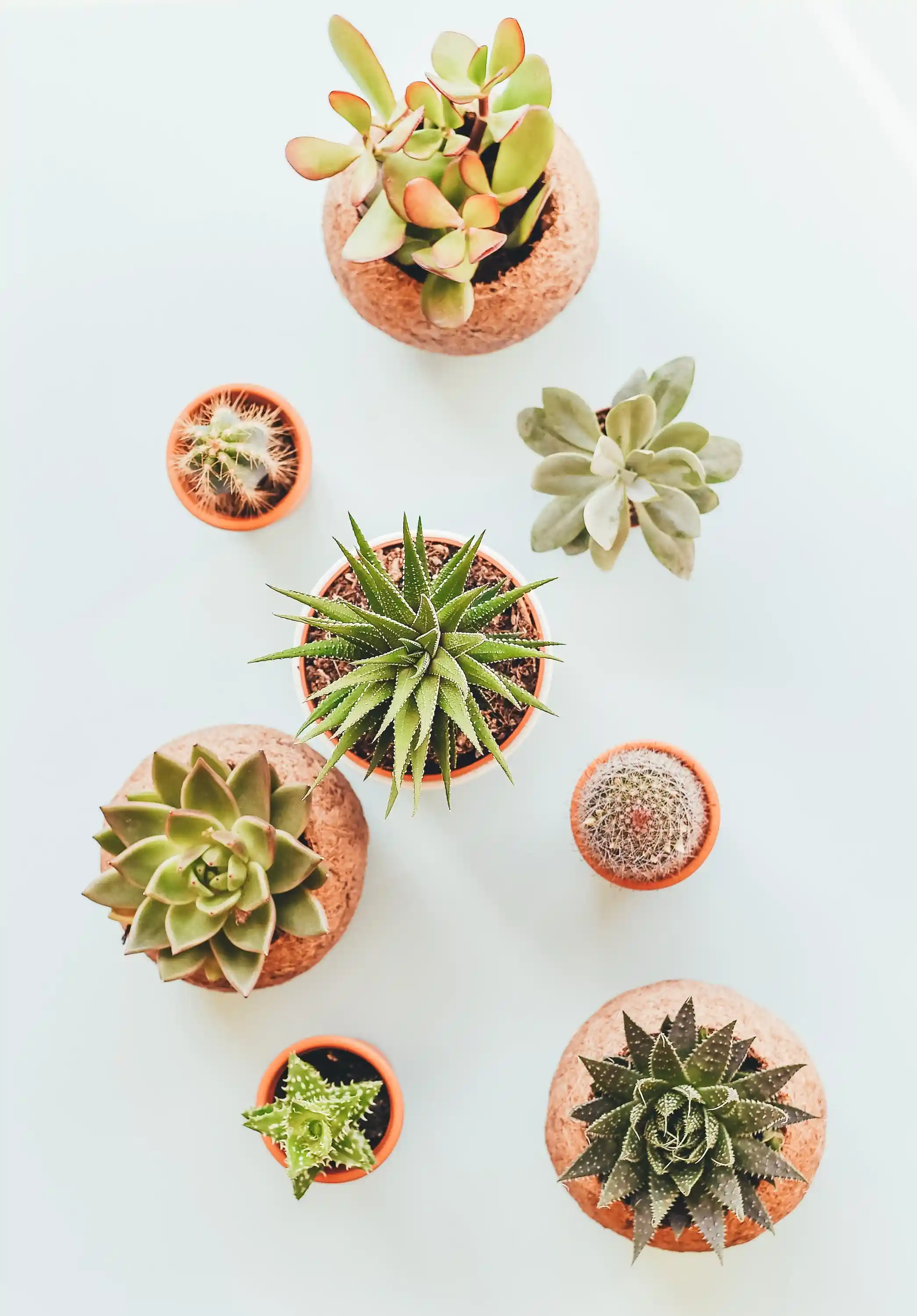 plants category