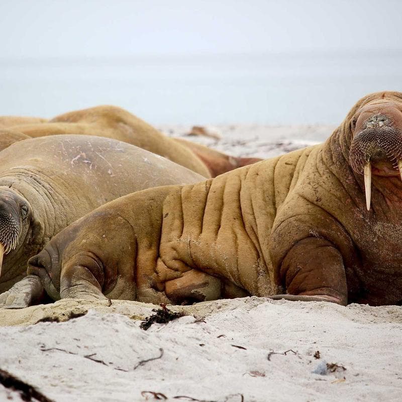 Generic Concrete Bike