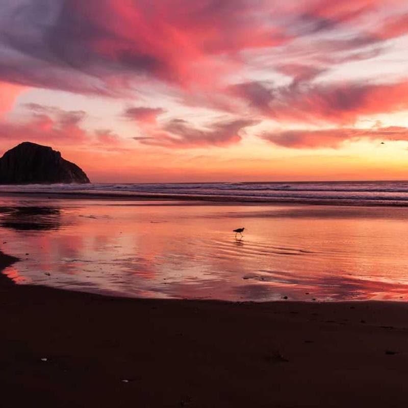 Incredible Fresh Mouse