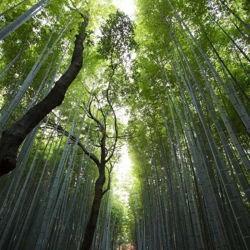 Fantastic Fresh Gloves