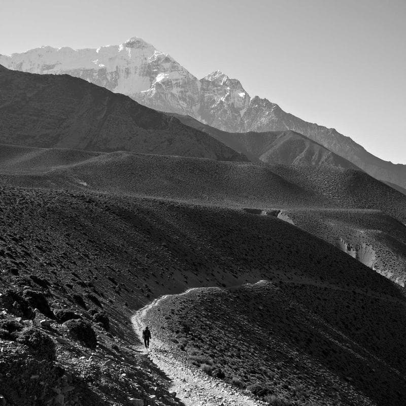 Ergonomic Fresh Tuna