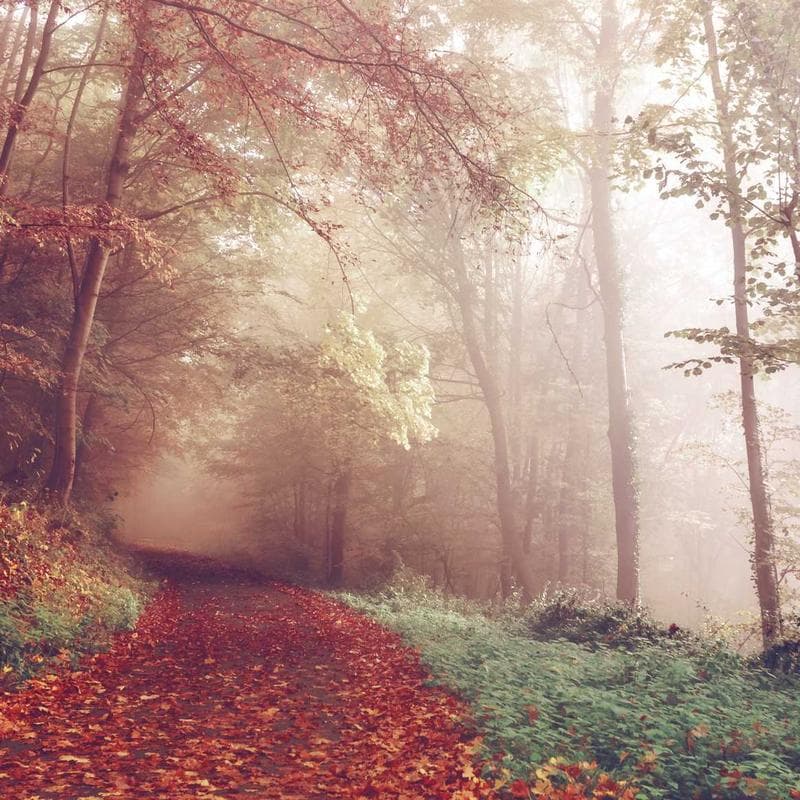 Elegant Soft Chicken