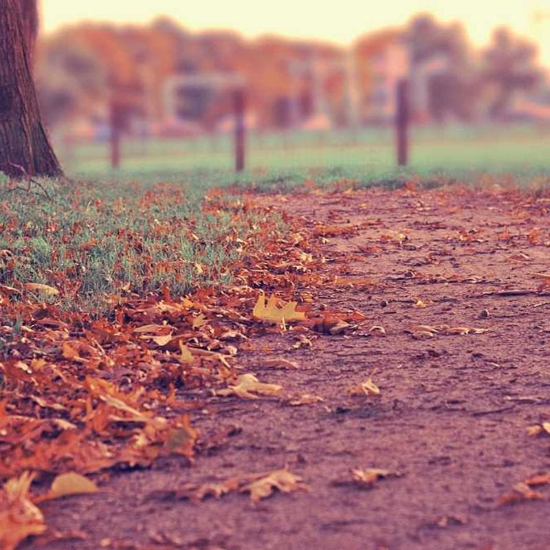 Practical Cotton Chicken