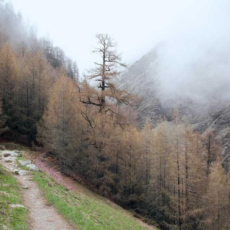 Licensed Frozen Sausages