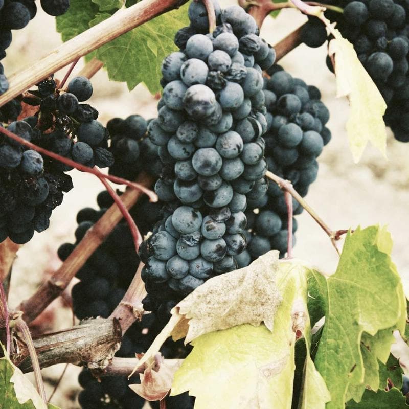 Licensed Cotton Chicken